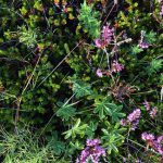 Alpine Ladies Mantle, wild thyme and horsetail