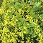 A large variety of Ladies Mantle, Alchemilla mollis