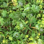 The medicinal Ladies Mantle, Alchemilla vulgaris