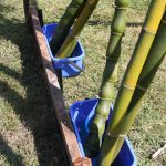 Freshly harvested culms of B. oldhamii and warmin (giant Buddha Belly) culms standing in copper sulphate solution