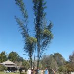 Some of these culms are HUGE and can take 5 people to stand them up for treatment.