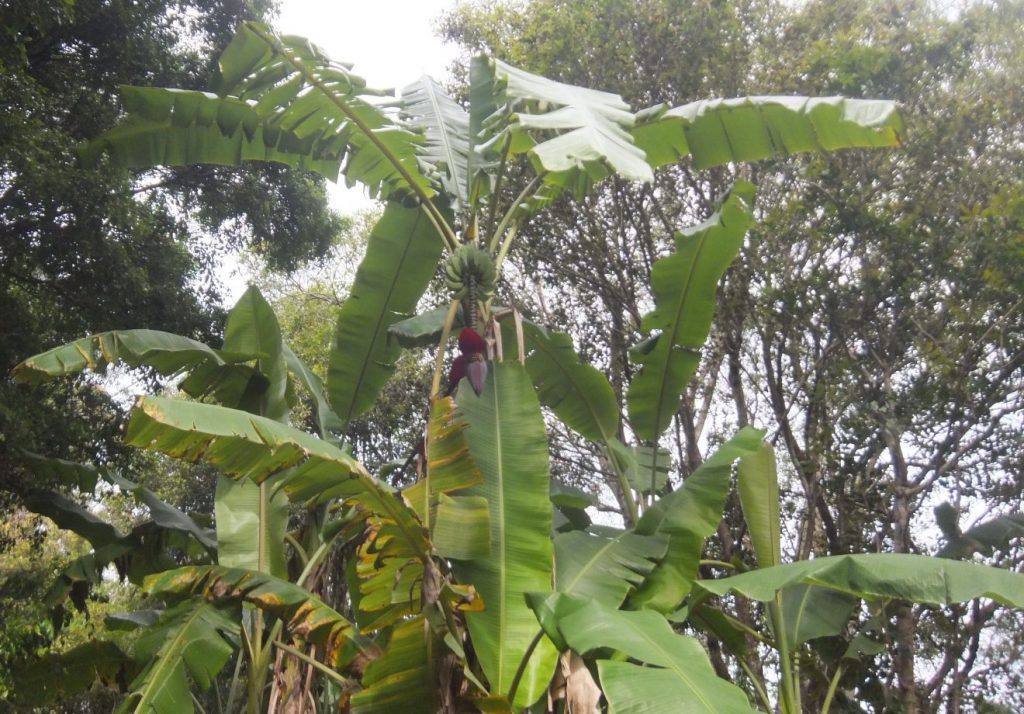 Permaculture College Australia