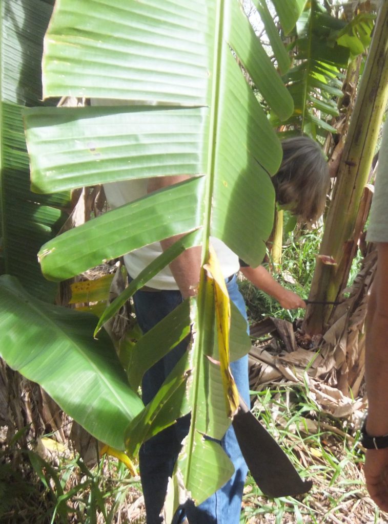 Permaculture College Australia