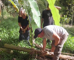 Bananas Harvest Polly eating the Banana Slices.