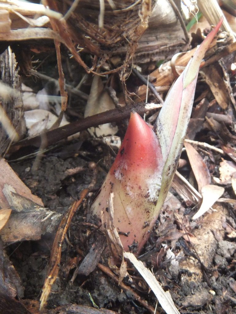 Permaculture College Australia