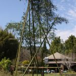 Bamboo scaffold for treating freshly harvested culms of bamboo at Djanbung