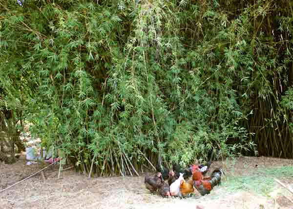 Permaculture College Australia