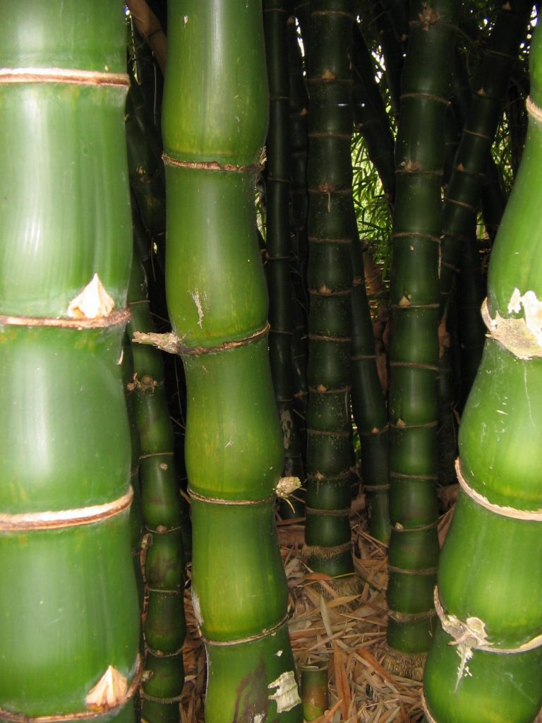 Permaculture College Australia