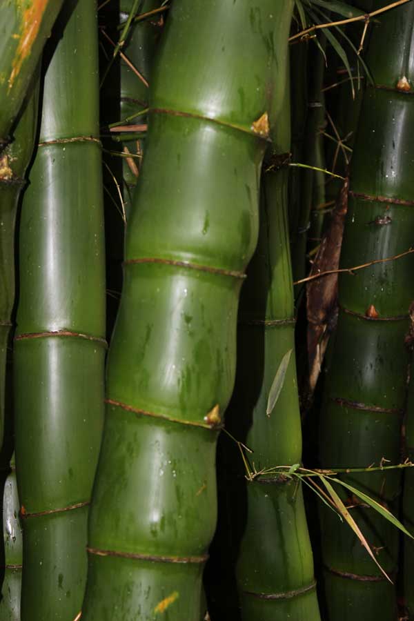 The swollen inter nodes of the giant "Buddhas Belly" bamboo