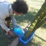 Pouring the copper sulphate solution into the plastic containers holding the culm bases
