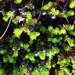 Crowberries are so tiny on stunted little plants that hide in the moss