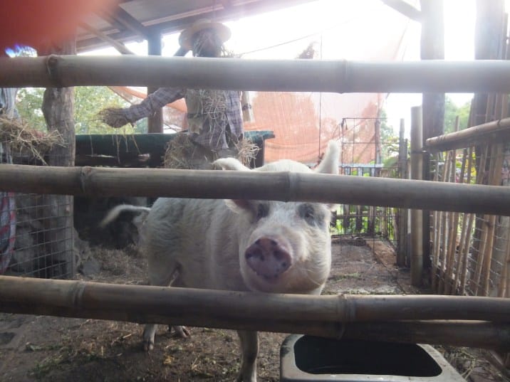 Permaculture College Australia