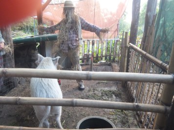 Permaculture College Australia