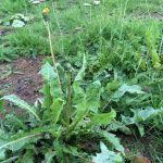 Dandelions are exceptionally lush
