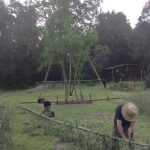 Removing branches and tops off the treated bamboo culms