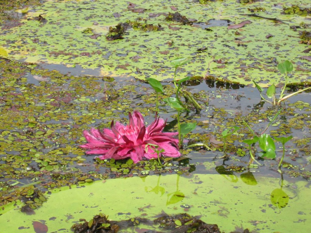 Permaculture College Australia