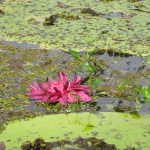 giant Amazonian waterlily