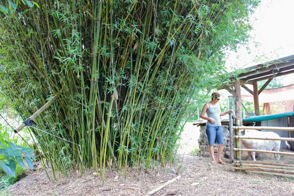 Small hedge bamboo clumps can grow to 3-4m wide