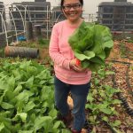 Kiki harvests fresh greens from the roof top for lunch for the Taihua staff