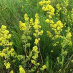 Ladies Bedstraw, great dye plant, also used as vegetable rennet