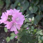 Marsh Mallow flowers and leaves are valued healing herbs
