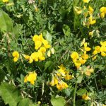 Flowering leguminous herbs include medics, vetches and trefoils
