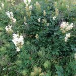 Meadowsweet - natures own 'asprin'