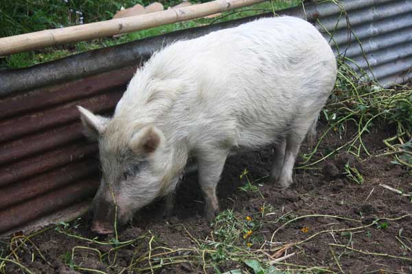 Permaculture College Australia