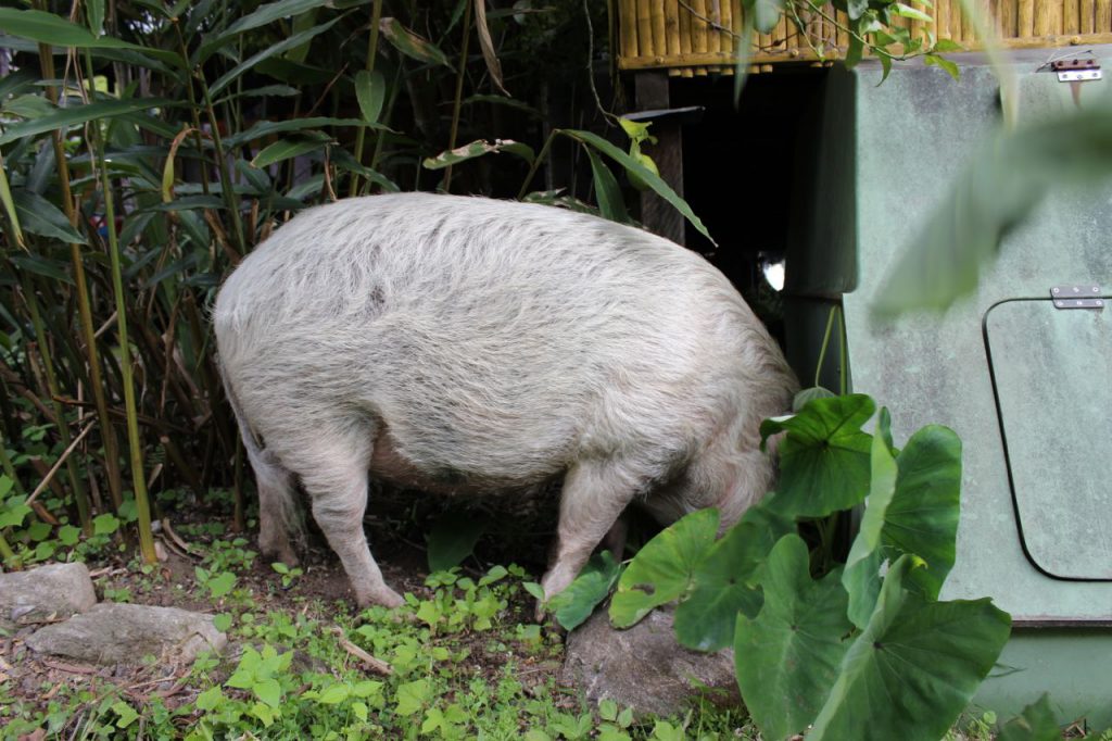 Polly pigging out on taro in the carriage garden