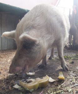 Polly eating the Banana Slices from the Banana Harvest 2