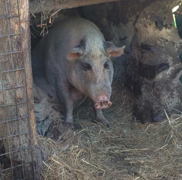 Permaculture College Australia