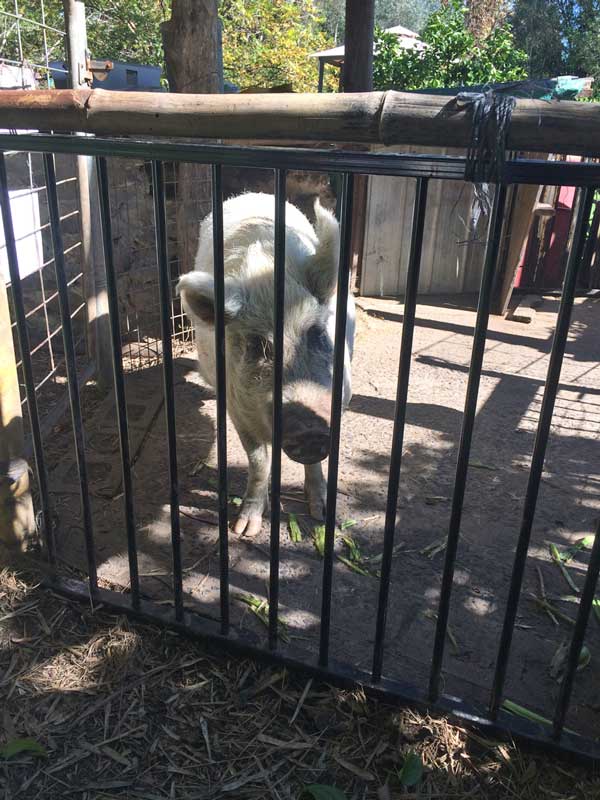 Permaculture College Australia