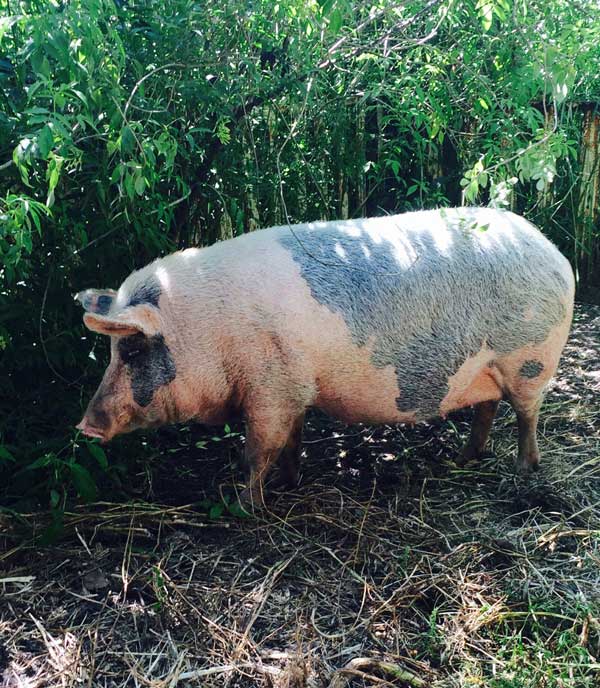 Permaculture College Australia