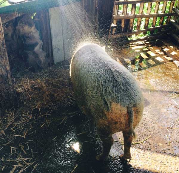 Permaculture College Australia