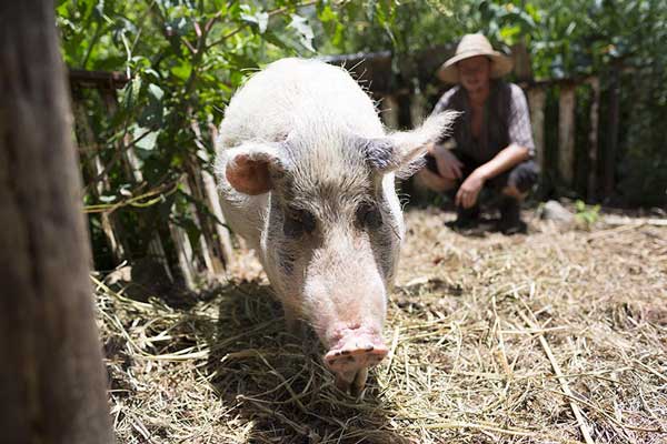 Permaculture College Australia