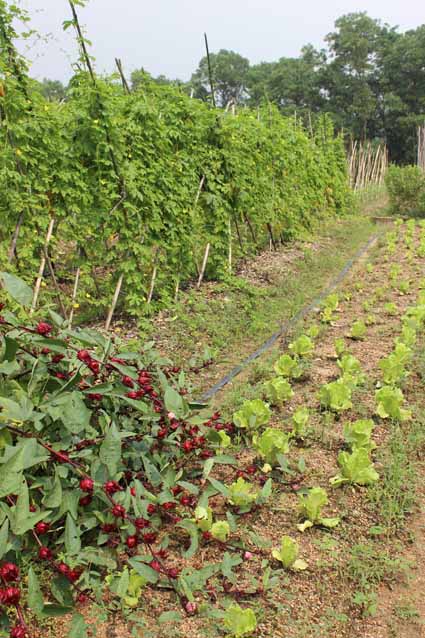Permaculture College Australia