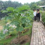 Exploring Golf Club CSA with the gardener