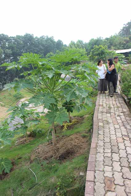 Permaculture College Australia