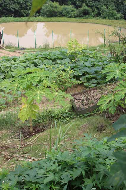 Permaculture College Australia