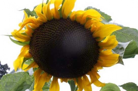 Permaculture College Australia