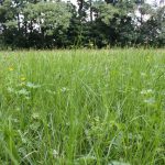 a meadow bursting with life and biodiversity