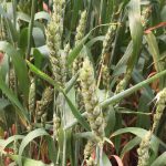 First crops maturing on the Taihua rooftop, WuTong Island