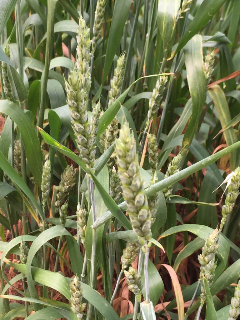 Permaculture College Australia