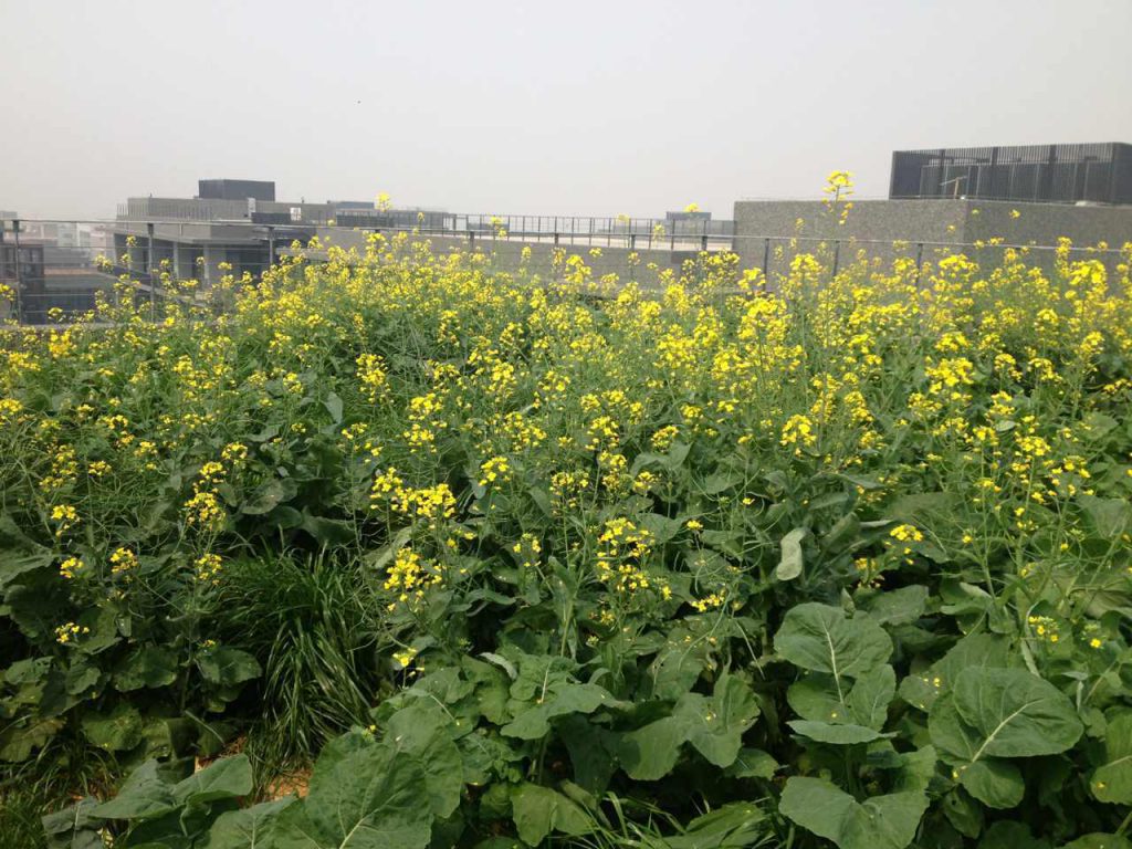 Permaculture College Australia