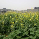 Flowering leafy mustard greens attract beneficial insects and bees, even on rooftops.