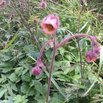 Water Avens is a particularly beautiful wild flower and medicinal herb