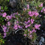 Wild Thyme grows prolifically
