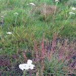 Yarrow and an unusual form of Plantain with very slender leaves
