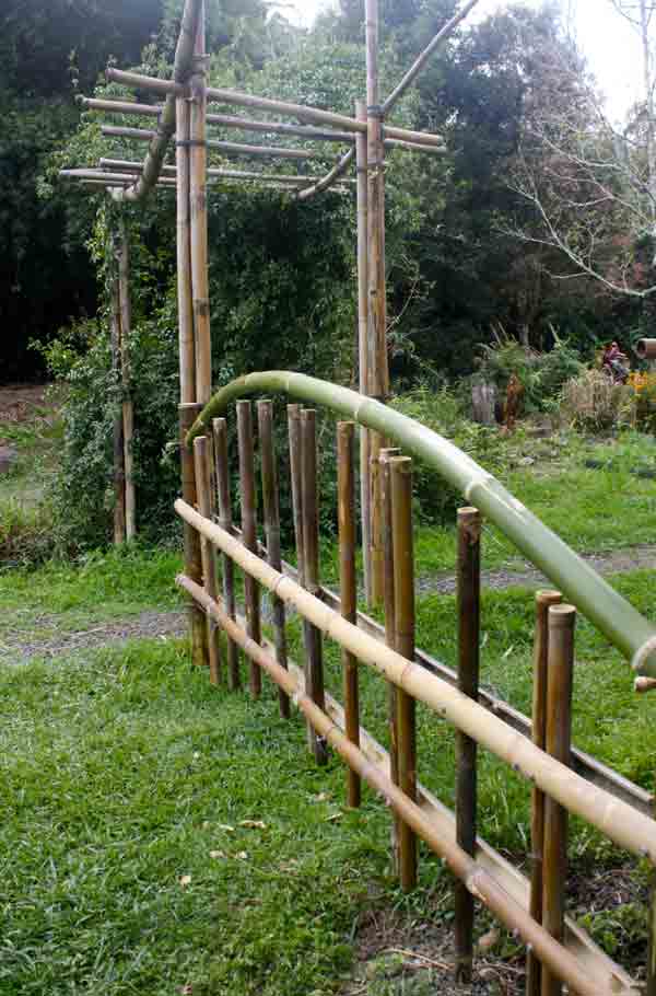 Bamboo arbour and fence using B. odhamii and B. tulda