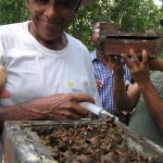 Villager harvesting honey from an Amazonian stingless bee hive